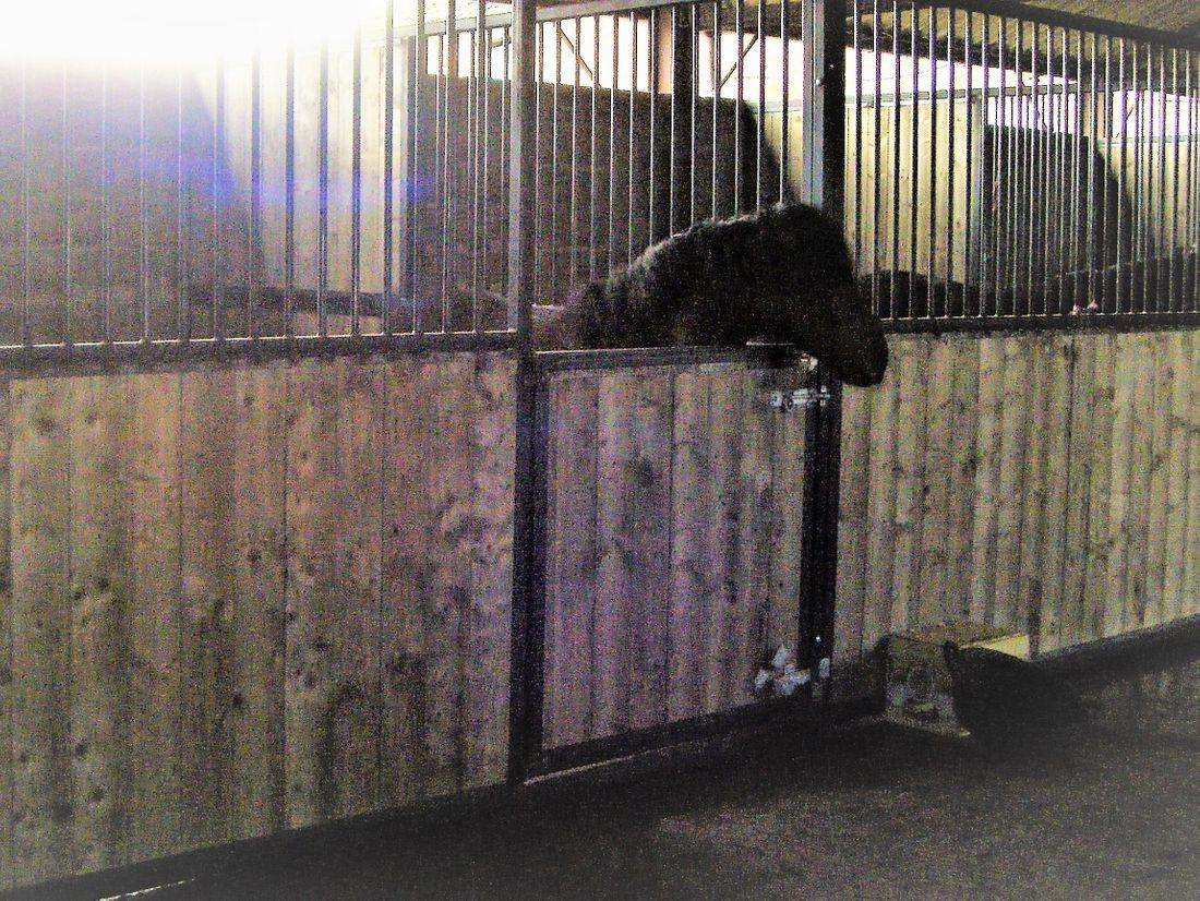 Mermaid Farm DIY Livery